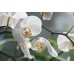 FRAGRANCE - Vanilla Orchid